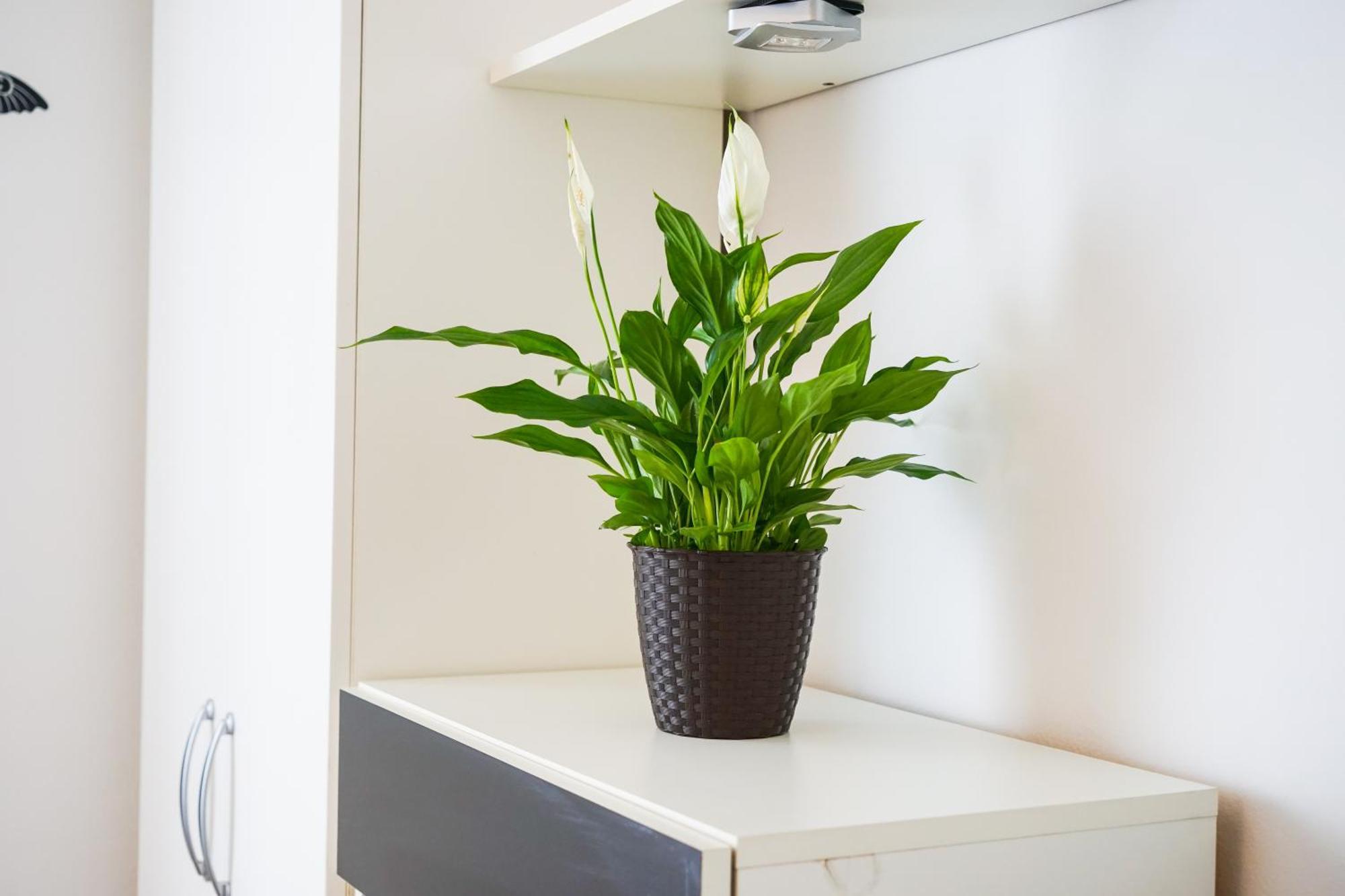 Floral Apartment Zadar Eksteriør billede